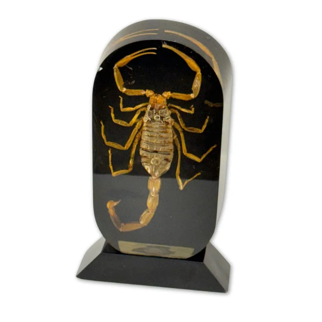 Real golden scorpion encased in a clear acrylic or resin block Coin Hub
