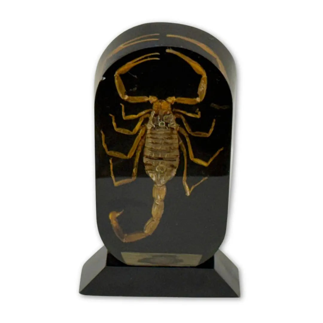 Real golden scorpion encased in a clear acrylic or resin block Coin Hub